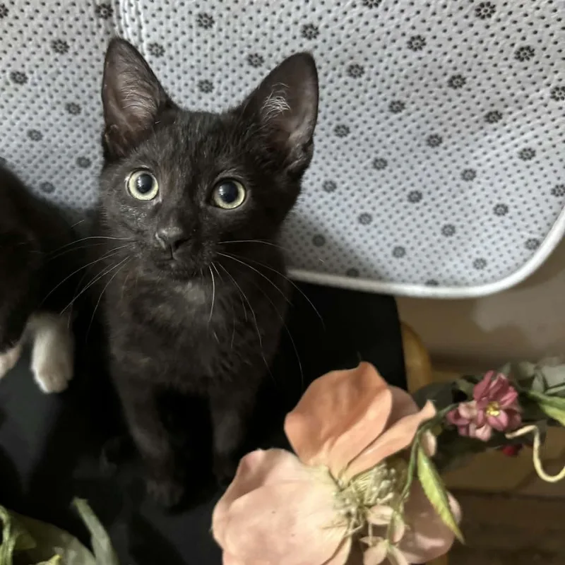 A baby medium-sized male Black Domestic Short Hair cat named Andretti for adoption in Martinsville, IN
