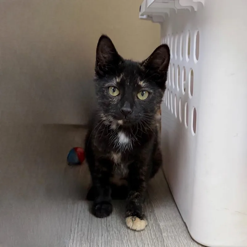 A baby medium-sized female Domestic Short Hair cat named Dee Reynolds for adoption in State College, PA