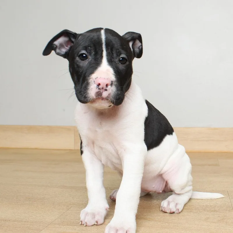 A baby medium-sized female White / Cream Pit Bull Terrier dog named Rosemary Sprig D for adoption in Minnetonka, MN