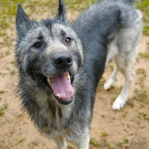 An adult medium-sized female Husky dog named Bear for adoption in Hopkinton, MA