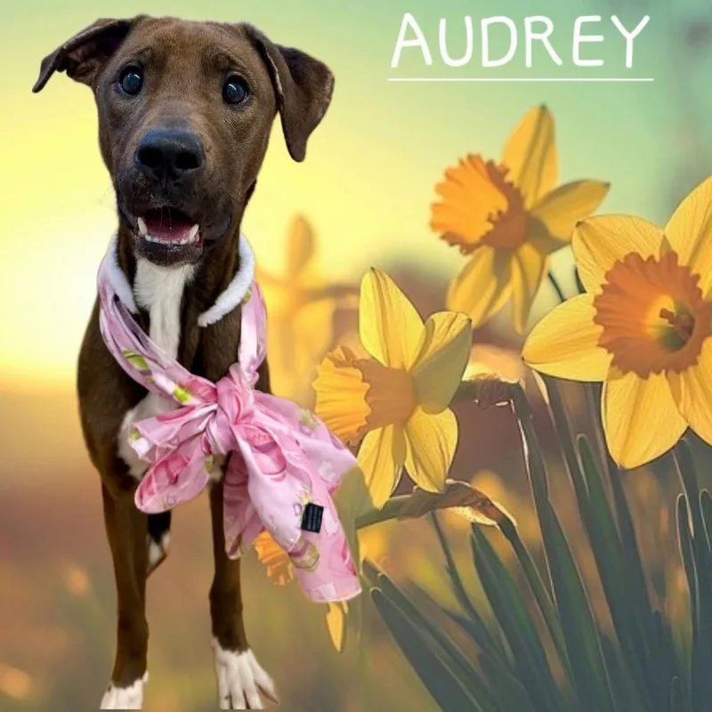 An adult small-sized female Brown / Chocolate Mixed Breed dog named Audrey for adoption in Avon, OH