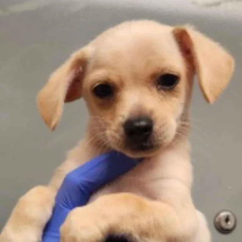 A baby small-sized female Chihuahua dog named Taco for adoption in Copiague, NY