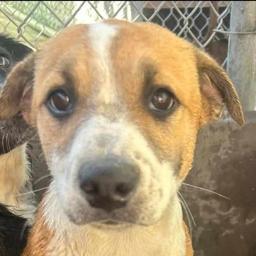 A baby small-sized female Shepherd dog named 26-876 for adoption in Los Banos, CA