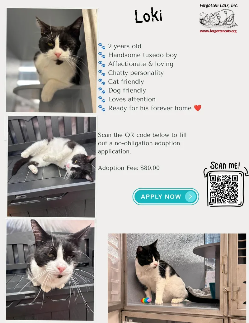 A young medium-sized male Black & White / Tuxedo Domestic Short Hair cat named LokiDC for adoption in Greenville, DE