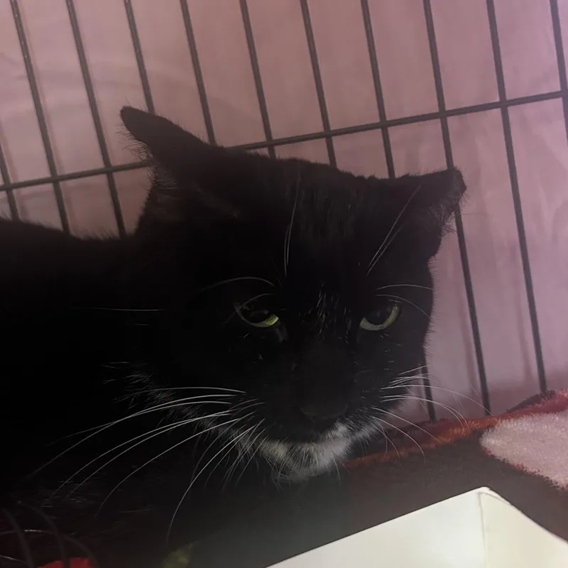 An adult medium-sized female Black Domestic Short Hair cat named Meatloaf for adoption in Lakeland, FL