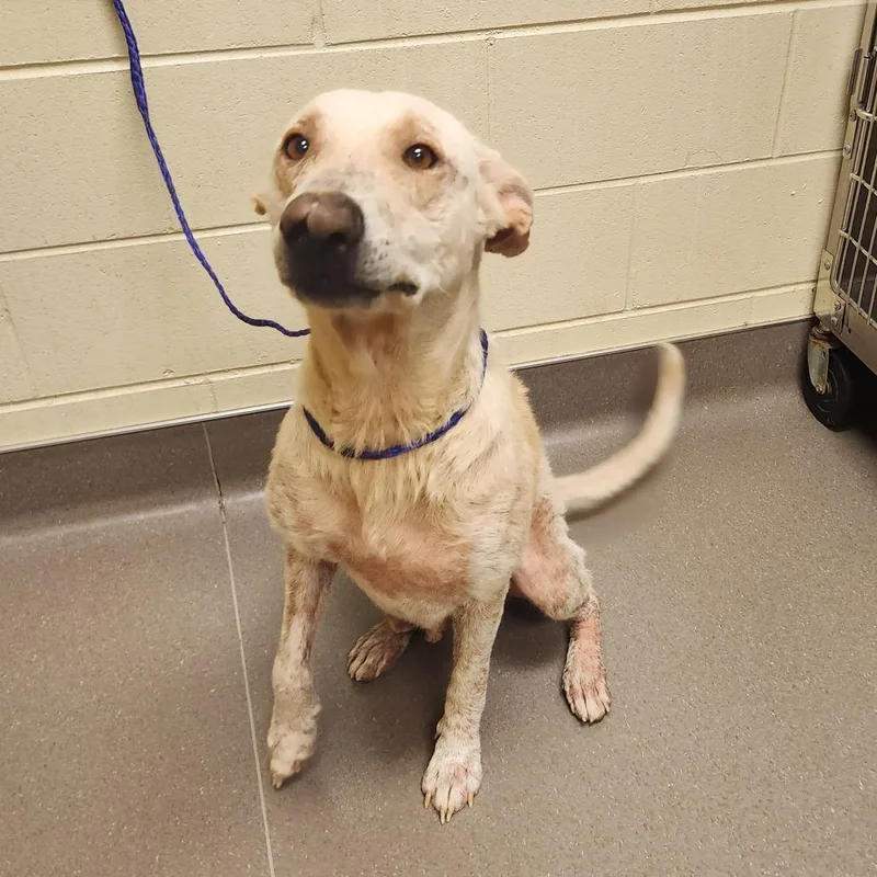 An adult large-sized female Cattle Dog dog named Kanga for adoption in Bend, OR