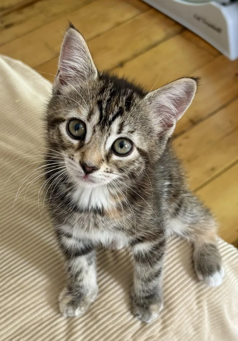 A baby medium-sized female Tabby (Buff / Tan / Fawn) Domestic Short Hair cat named Callie for adoption in Hudson, NY