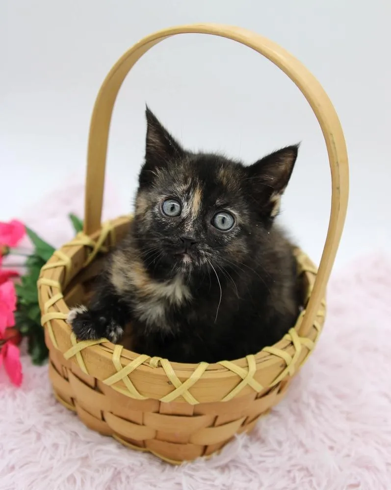 A baby small-sized female Domestic Short Hair cat named Meowtini for adoption in Muskegon, MI