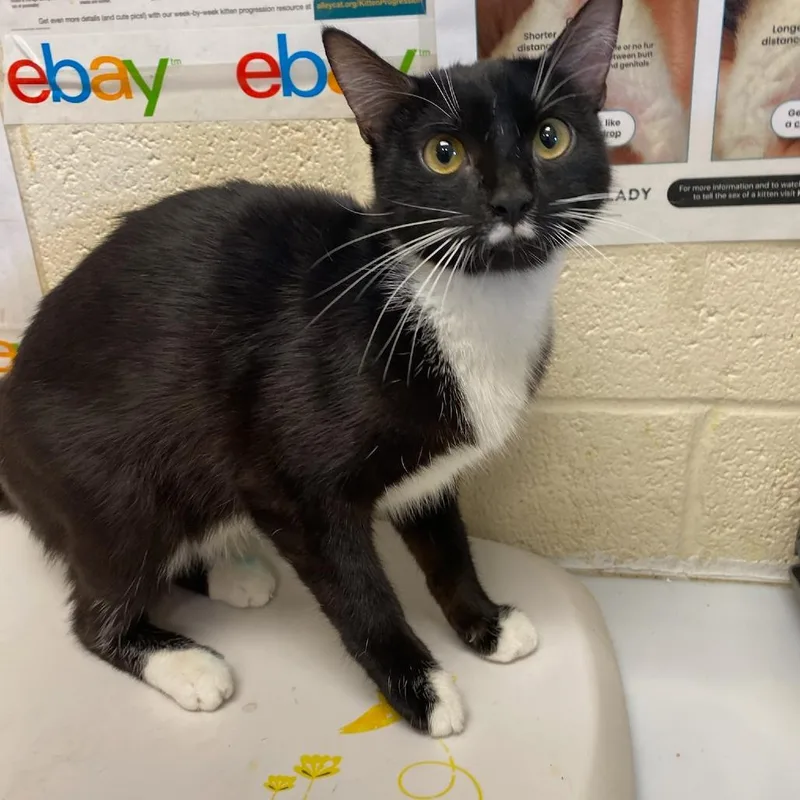 A young medium-sized female Black Domestic Short Hair cat named Azura for adoption in Memphis, TN