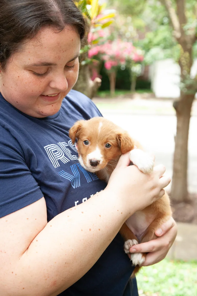 A young medium-sized female Golden Aussiedoodle dog named Hopper for adoption in Franklin, TN