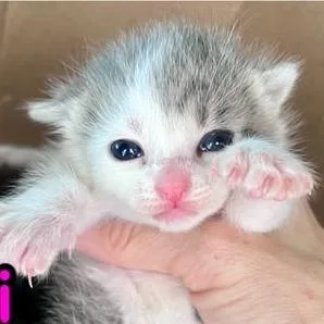 A baby small-sized female Gray / Blue / Silver Domestic Short Hair cat named Cari for adoption in Winchester, VA