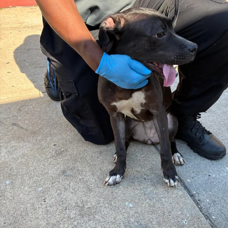 A young medium-sized female Black Mixed Breed dog named Maggie Lee for adoption in Philadelphia, PA