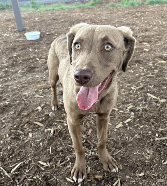 A young medium-sized female Labrador Retriever dog named Louisa May Alcott for adoption in Denver, CO