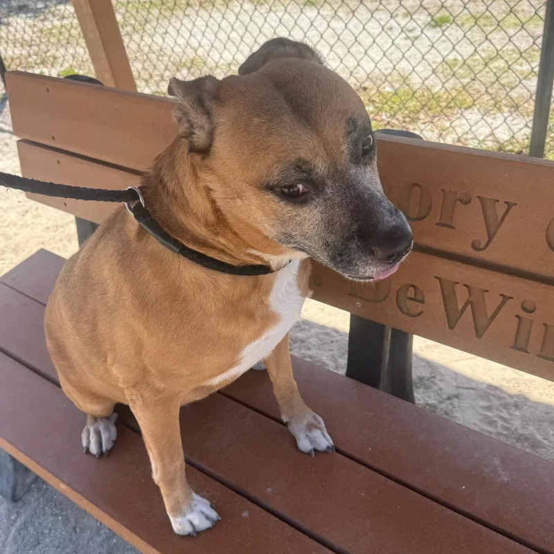 An adult large-sized female Yellow / Tan / Blond / Fawn Black Mouth Cur dog named Reign for adoption in Port Charlotte, FL