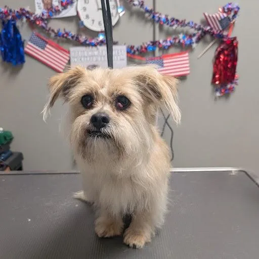 An adult medium-sized male Maltese dog named Stray Kids for adoption in Las Vegas, NV