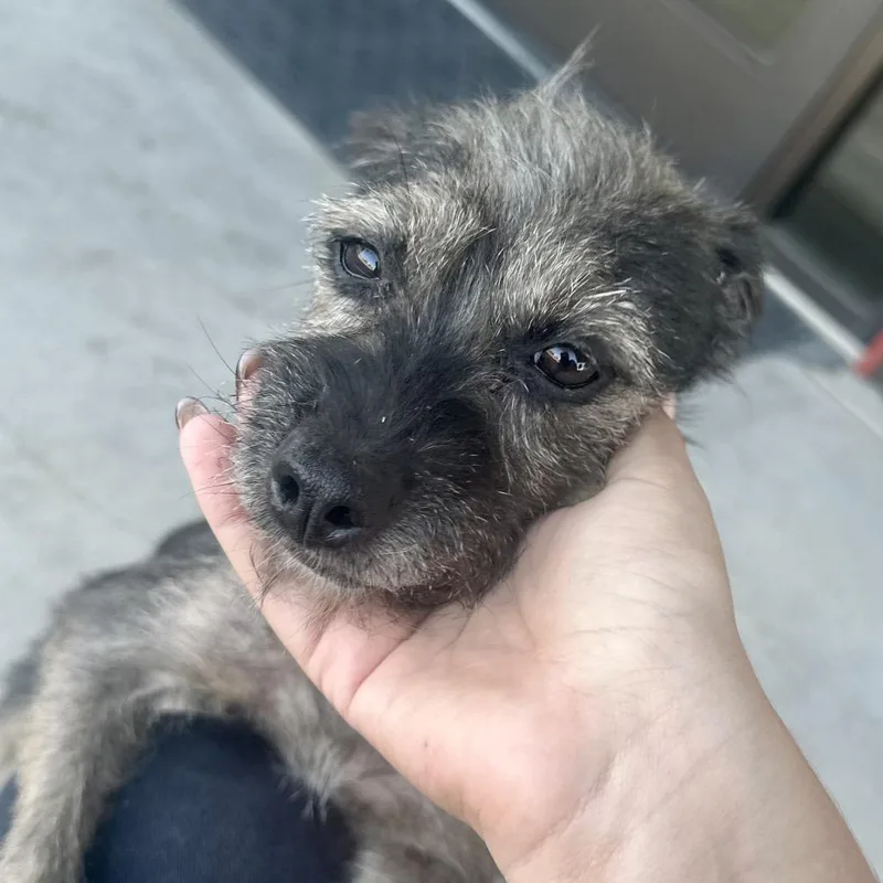 Lil' Elle thumbnail 2