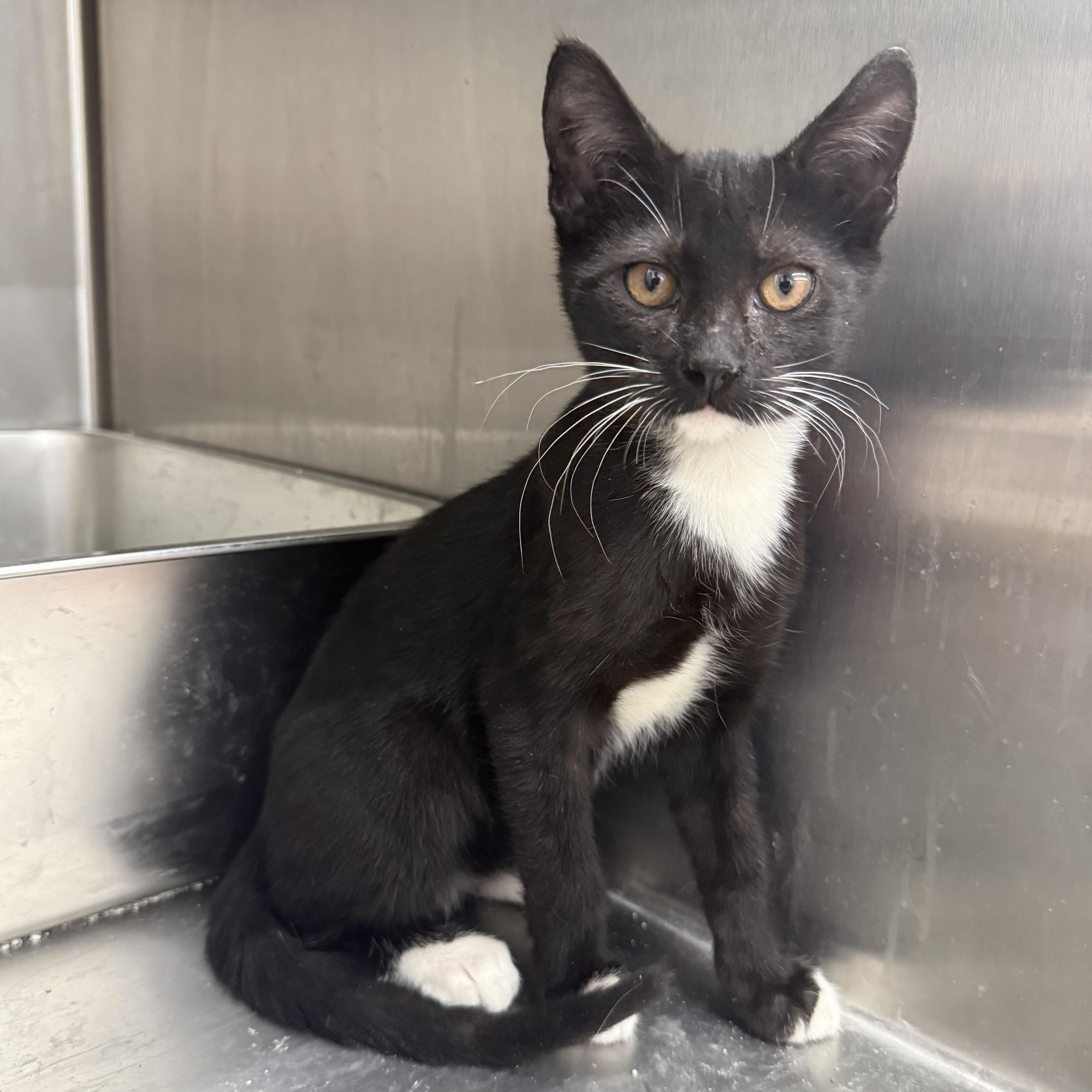 A baby medium-sized male Black & White / Tuxedo Domestic Short Hair cat named Heath for adoption in Richmond, MO