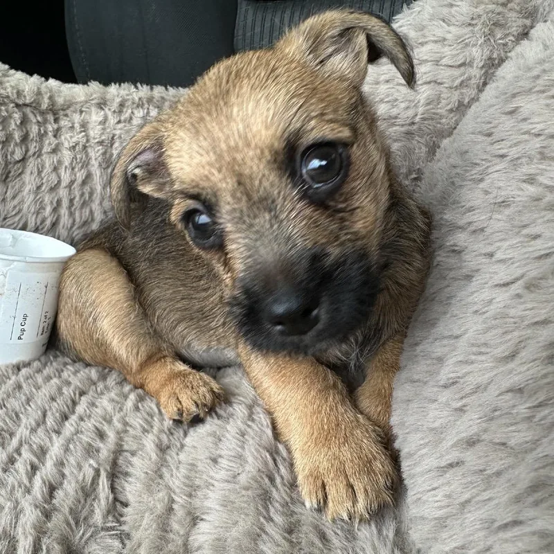 A baby small-sized female Brown / Chocolate Chihuahua dog named Sage for adoption in Baton Rouge, LA