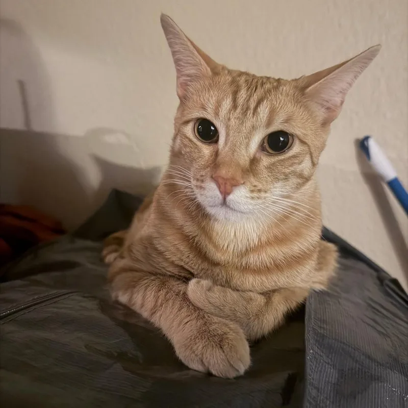 A young large-sized male Domestic Short Hair cat named Kai for adoption in Tempe, AZ
