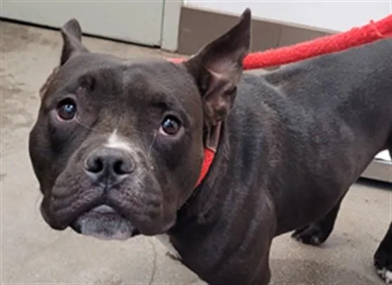 An adult medium-sized male French Bulldog dog named Carl for adoption in Tucson, AZ