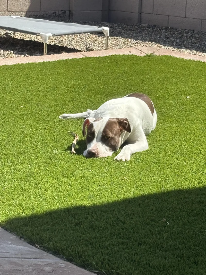 A baby medium-sized female Tricolor (Brown, Black, & White) Pointer dog named Molly for adoption in Chandler, AZ