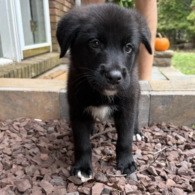 A baby large-sized male Retriever dog named BooBoo for adoption in Ellicott City, MD