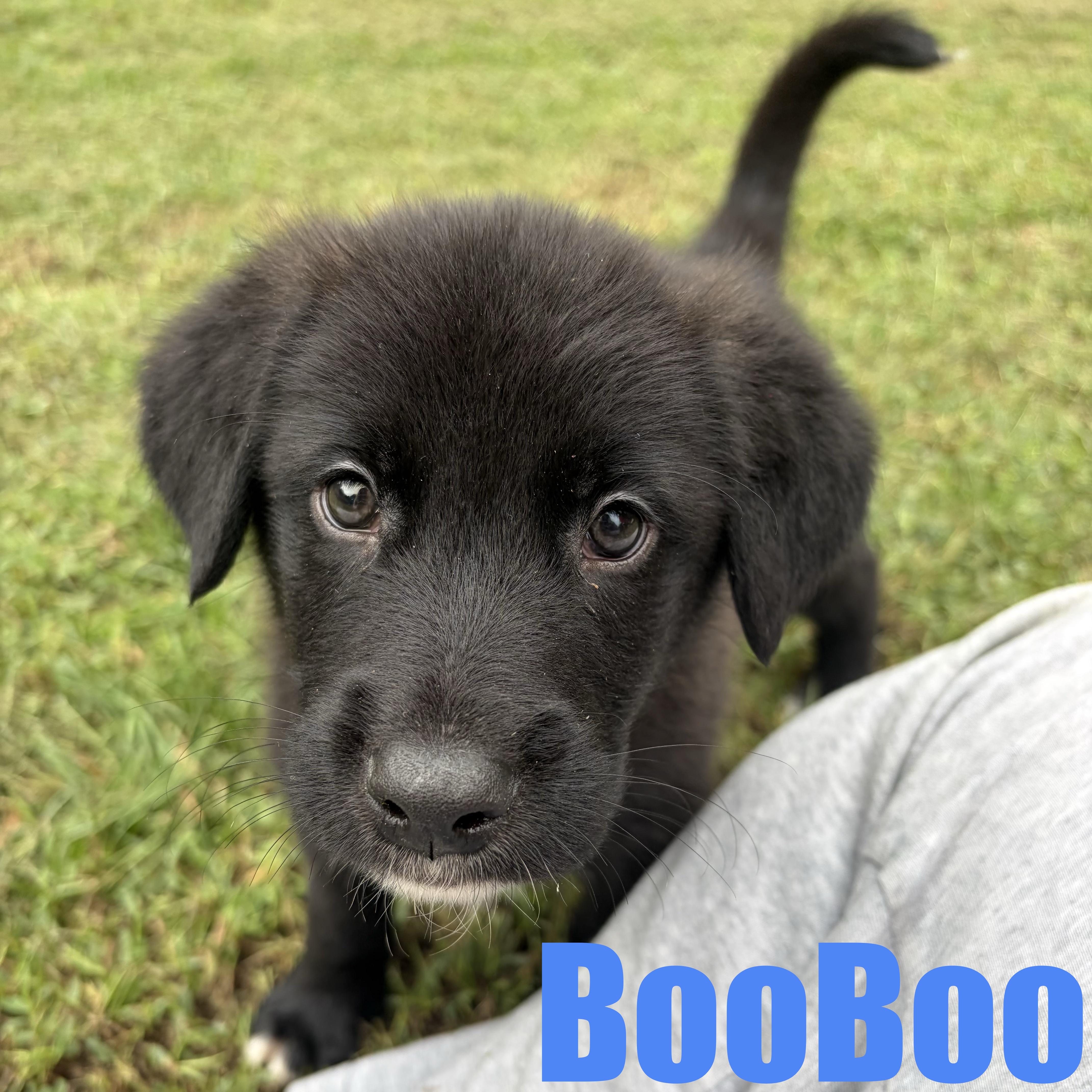 BooBoo thumbnail 2