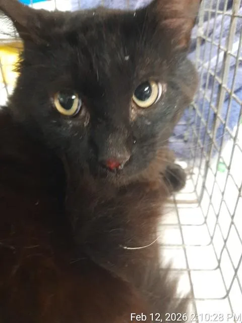 An adult small-sized male Domestic Short Hair cat named Eggroll for adoption in Jacksonville, FL