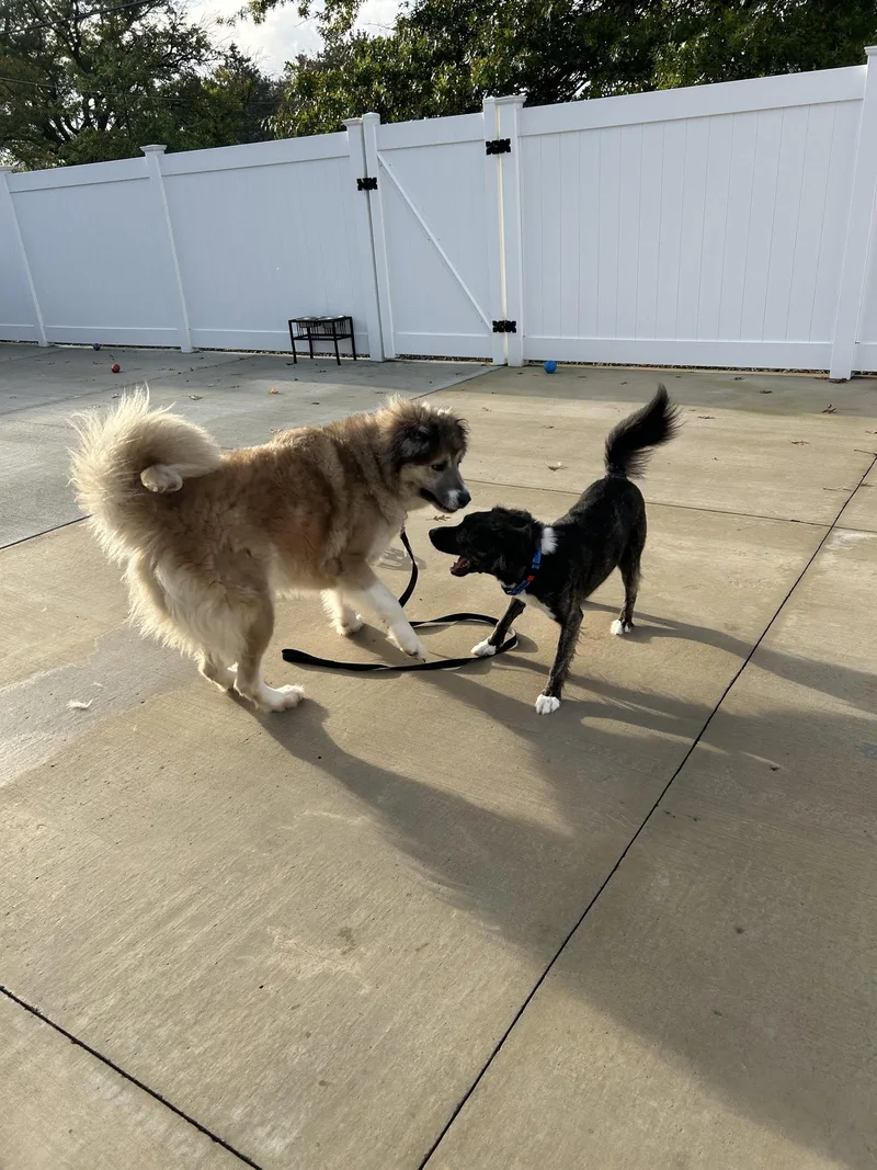 An adult medium-sized male Border Collie dog named Mozie for adoption in Lancaster, PA