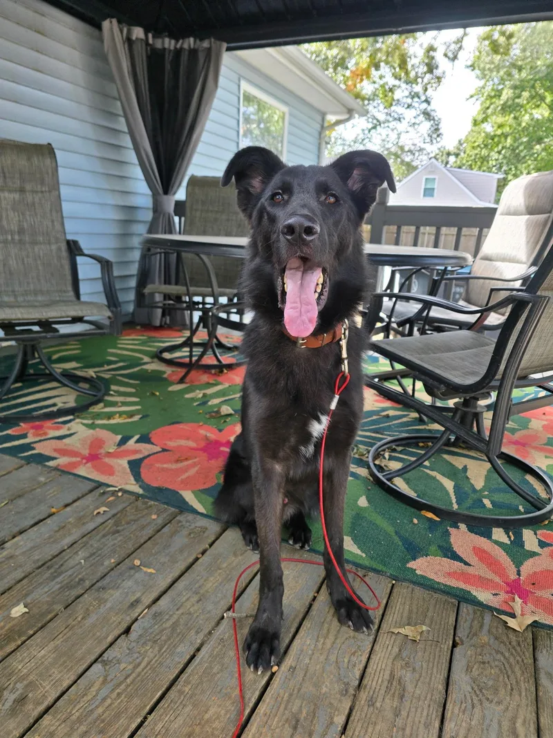A young large-sized male Black German Shepherd Dog dog named Colonel for adoption in New Rochelle, NY