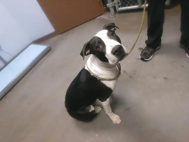 A young large-sized male Pit Bull Terrier dog named Joey for adoption in Phoenix, AZ
