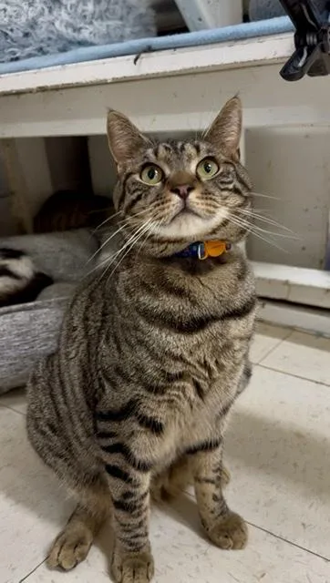An adult medium-sized male Domestic Short Hair cat named Lincoln for adoption in Huntington, NY