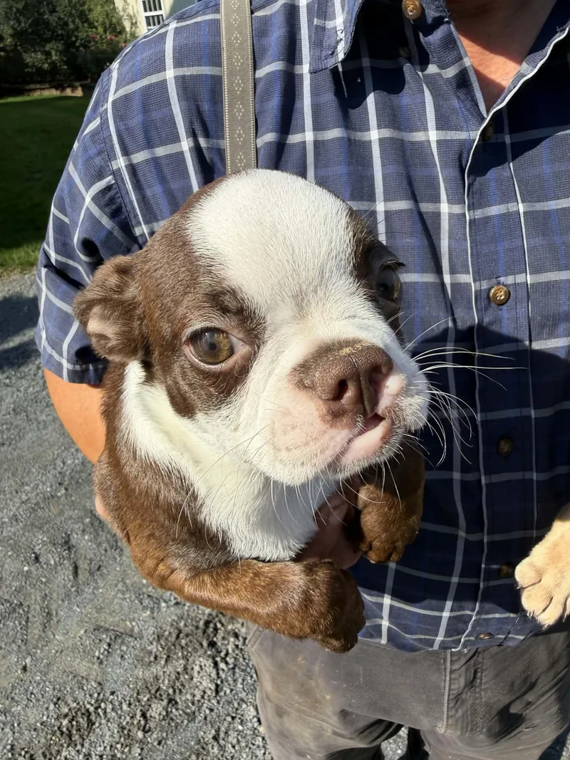 A baby small-sized female Boston Terrier dog named BonBon for adoption in Havertown, PA