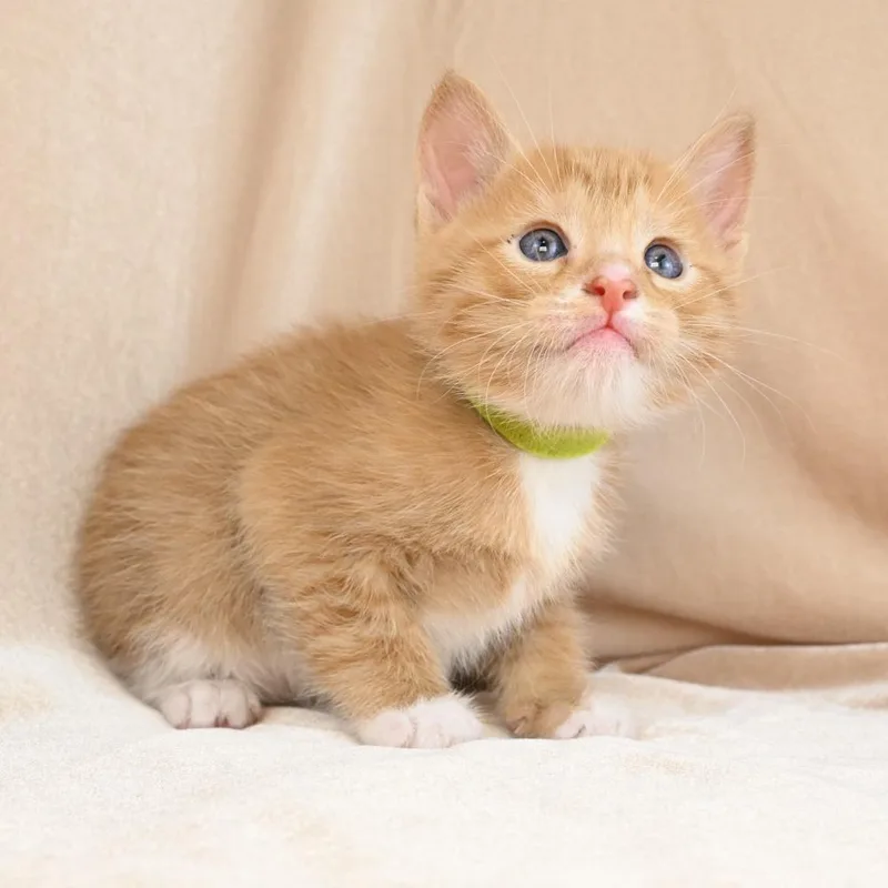 A baby small-sized male Orange / Red Domestic Short Hair cat named Liam for adoption in Mobile, AL