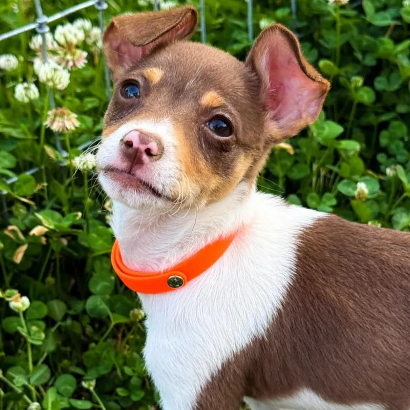 A baby small-sized male Tricolor (Brown, Black, & White) Chihuahua dog named Atlas for adoption in Tylertown, MS
