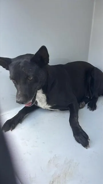 A young medium-sized female Australian Kelpie dog named A for adoption in Houston, TX