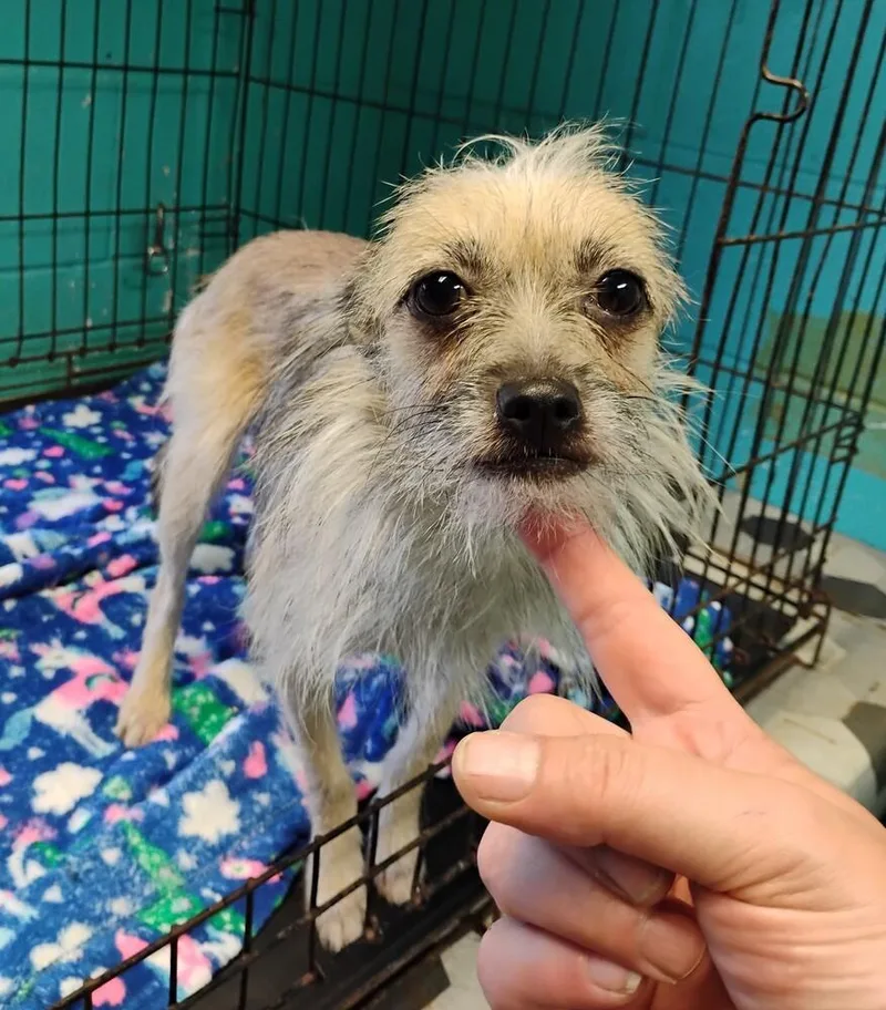 A young small-sized female Terrier dog named Violet for adoption in New Lexington, OH