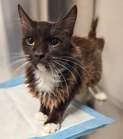 A young extra large-sized male Domestic Medium Hair cat named Hershey for adoption in Fresno, CA