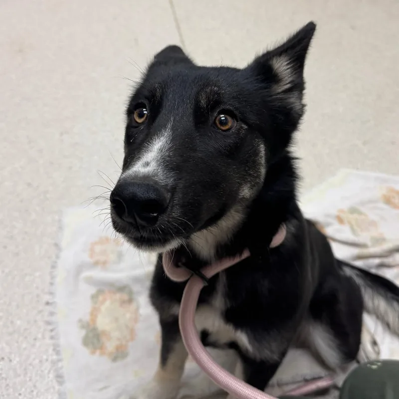 A baby small-sized female Black Husky dog named Nala for adoption in Murray, UT
