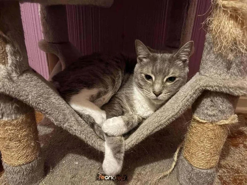 An adult large-sized male Domestic Short Hair cat named Boots Ne. for adoption in Peoria, IL