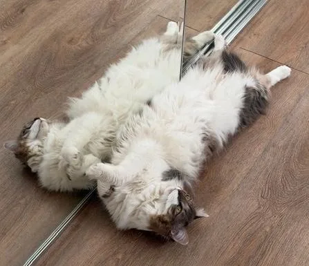 An adult medium-sized male Tabby (Brown / Chocolate) Domestic Medium Hair cat named Abu & Raja for adoption in Sherman Oaks, CA