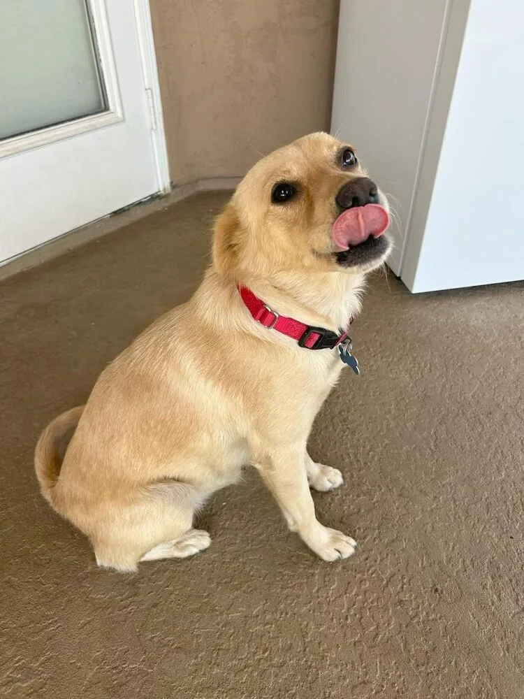 A baby small-sized female Chihuahua dog named Goldie Mama for adoption in Bonita, CA