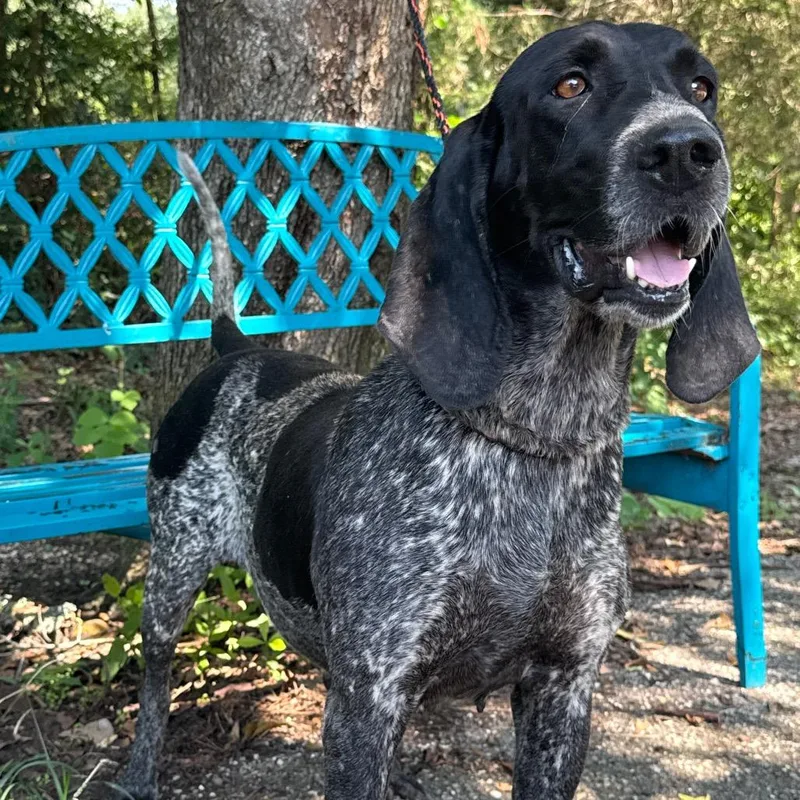 A senior medium-sized female Black Bluetick Coonhound dog named Monarch for adoption in Monroeville, AL