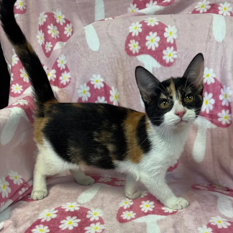 A baby small-sized female Domestic Short Hair cat named Coral for adoption in Kittanning, PA