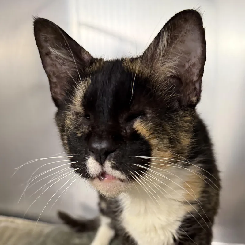A senior medium-sized female Calico Domestic Short Hair cat named Mosaic for adoption in Fernandina Beach, FL