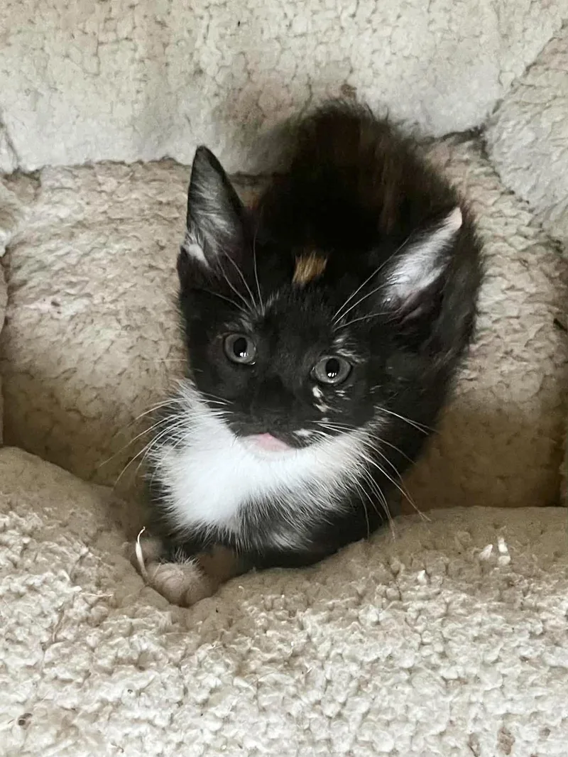 A young medium-sized female Domestic Short Hair cat named Meowta for adoption in Camden, SC