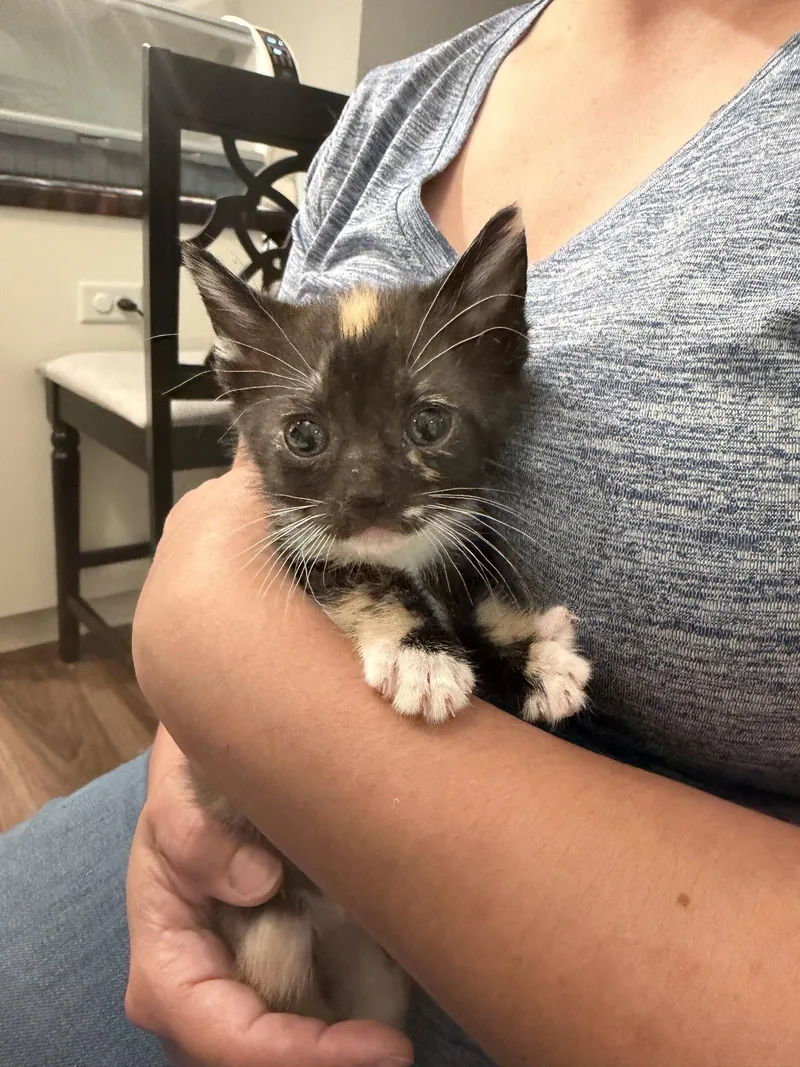 Meowta thumbnail 2