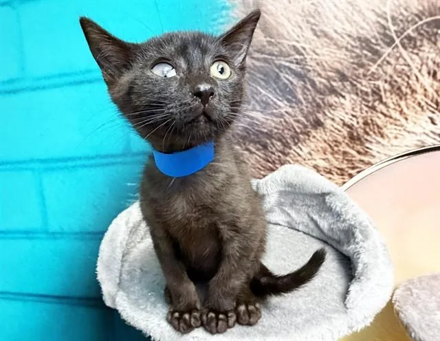 A baby medium-sized male Domestic Short Hair cat named Gizmo for adoption in Fort Lauderdale, FL