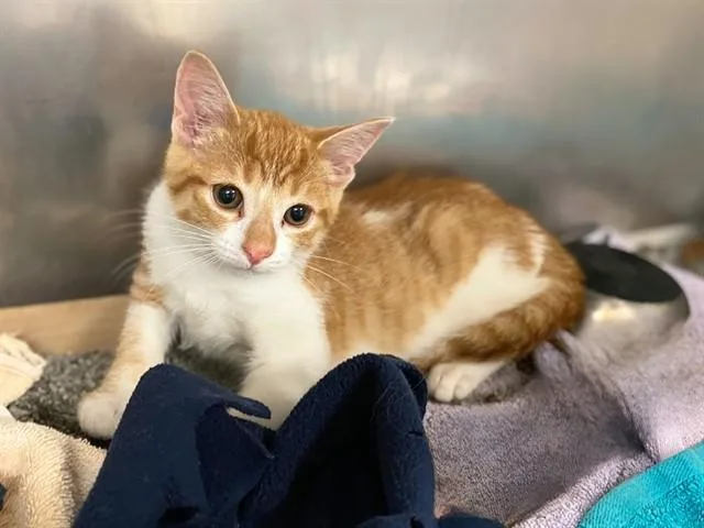 A baby small-sized male Domestic Short Hair cat named Dreamsicle for adoption in Fort Wayne, IN