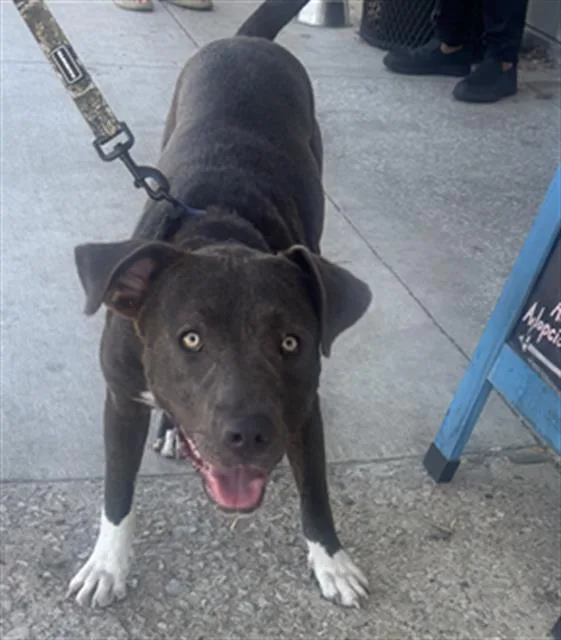 A young large-sized male Mixed Breed dog named King for adoption in Dallas, TX